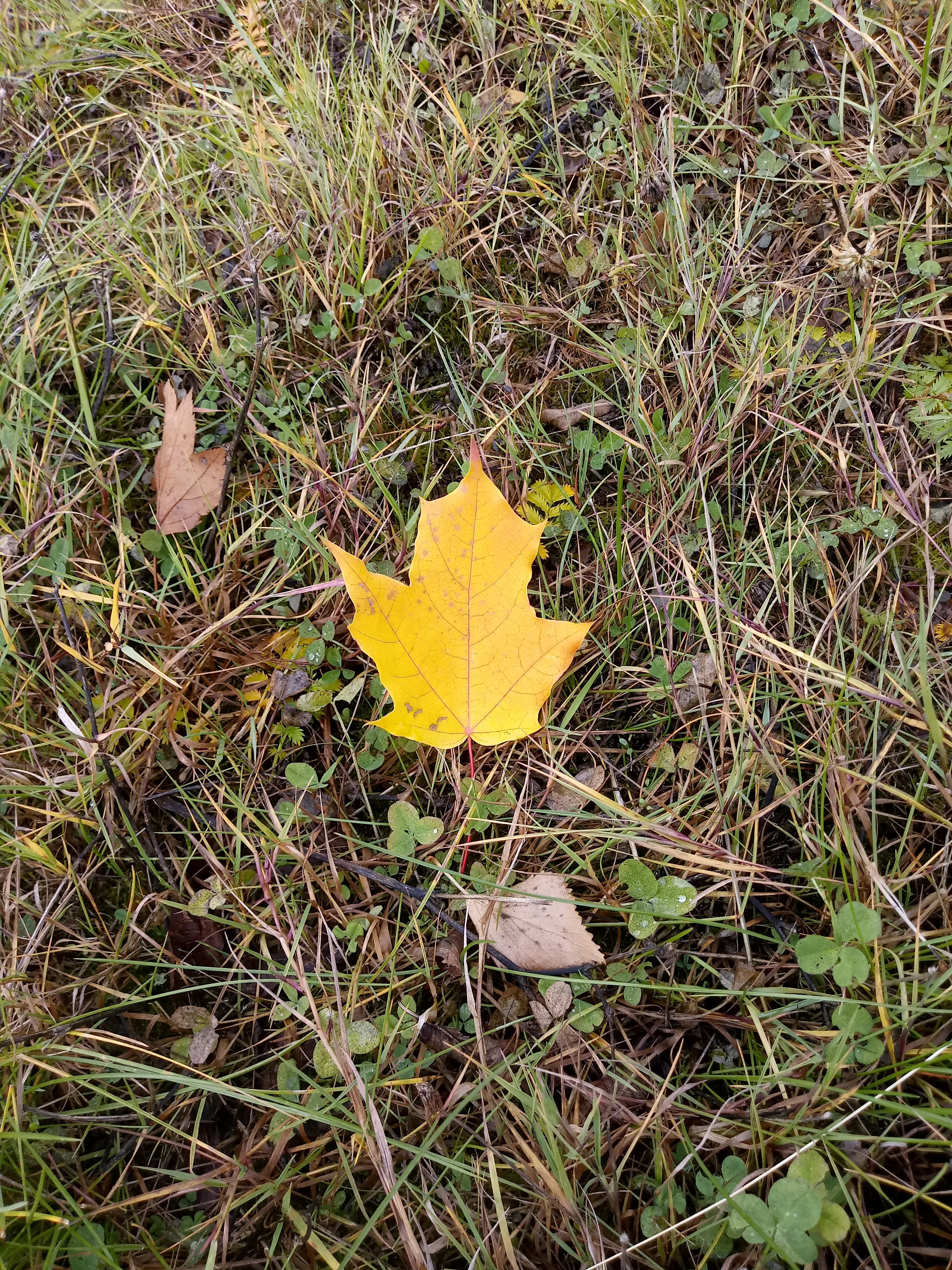 Осенний листок